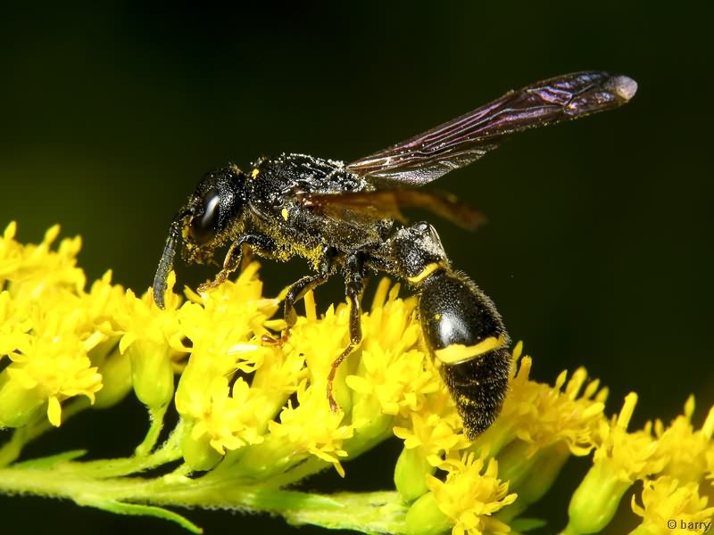 Discoelius dufourii Lepeletier de Saint Fargeau, 1841